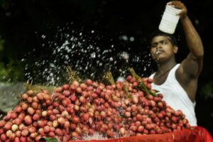 Litchi, décès d'enfants