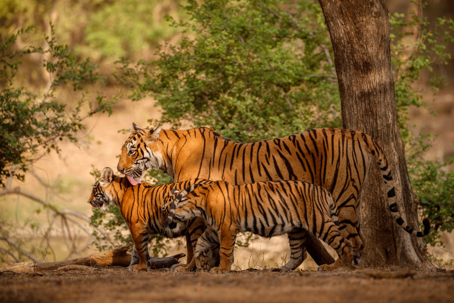 Tigres en Inde