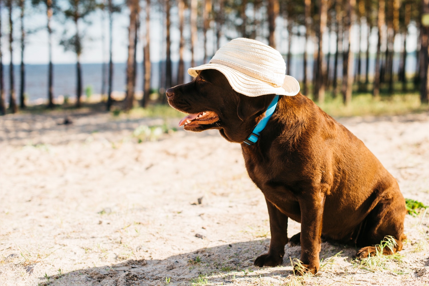 Les erreurs à éviter pour protéger votre chien de la chaleur en vacances