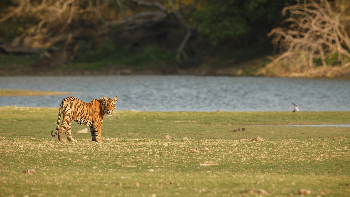 Bandhavgarh, là où le tigre vous guette