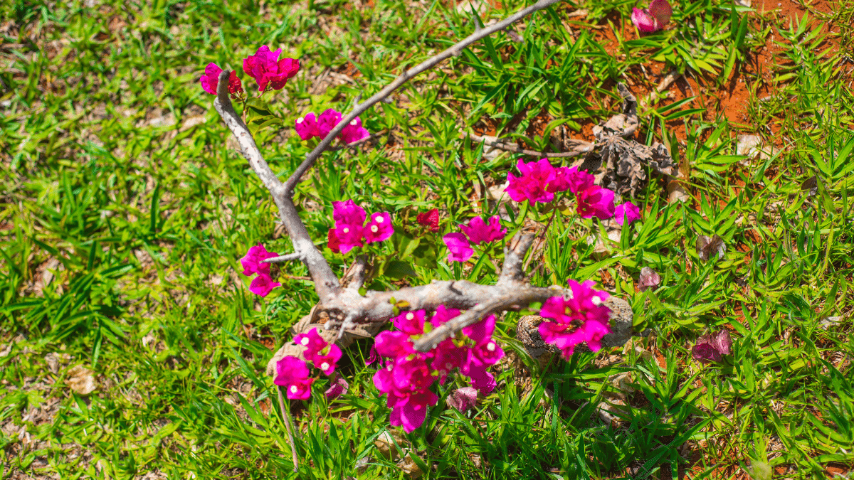 Le gaura, la plante qui fleurit tout l'été même sur sol sec