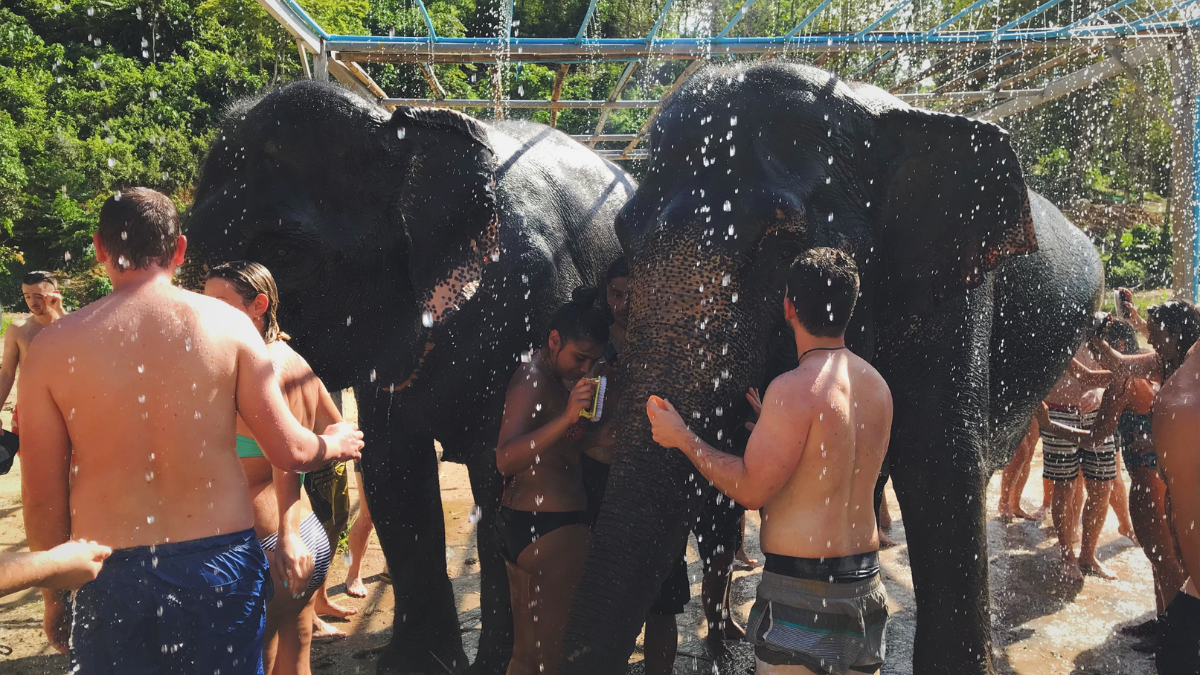 Le spa réservé aux éléphants