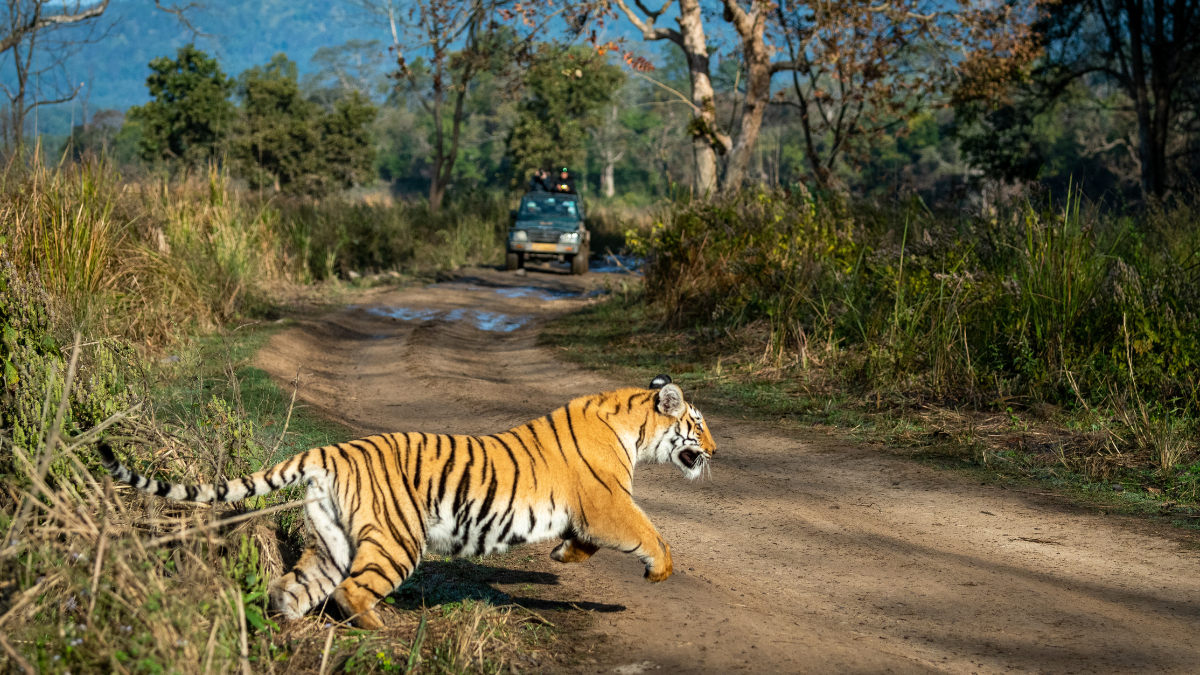 Safari, à la recherche des tigres d’Inde
