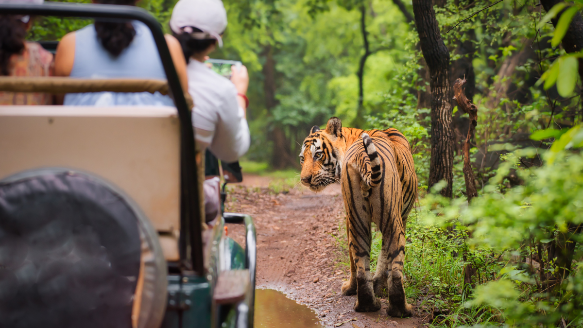 Safaris en Inde