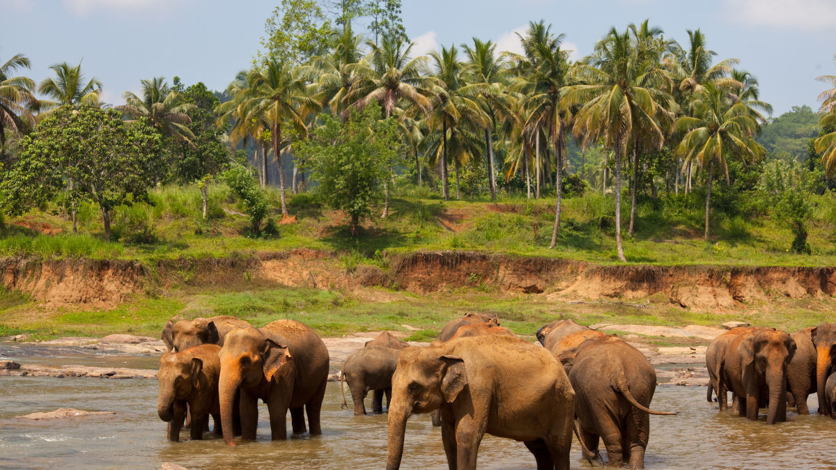 Sri Lanka, surprise d’émeraude