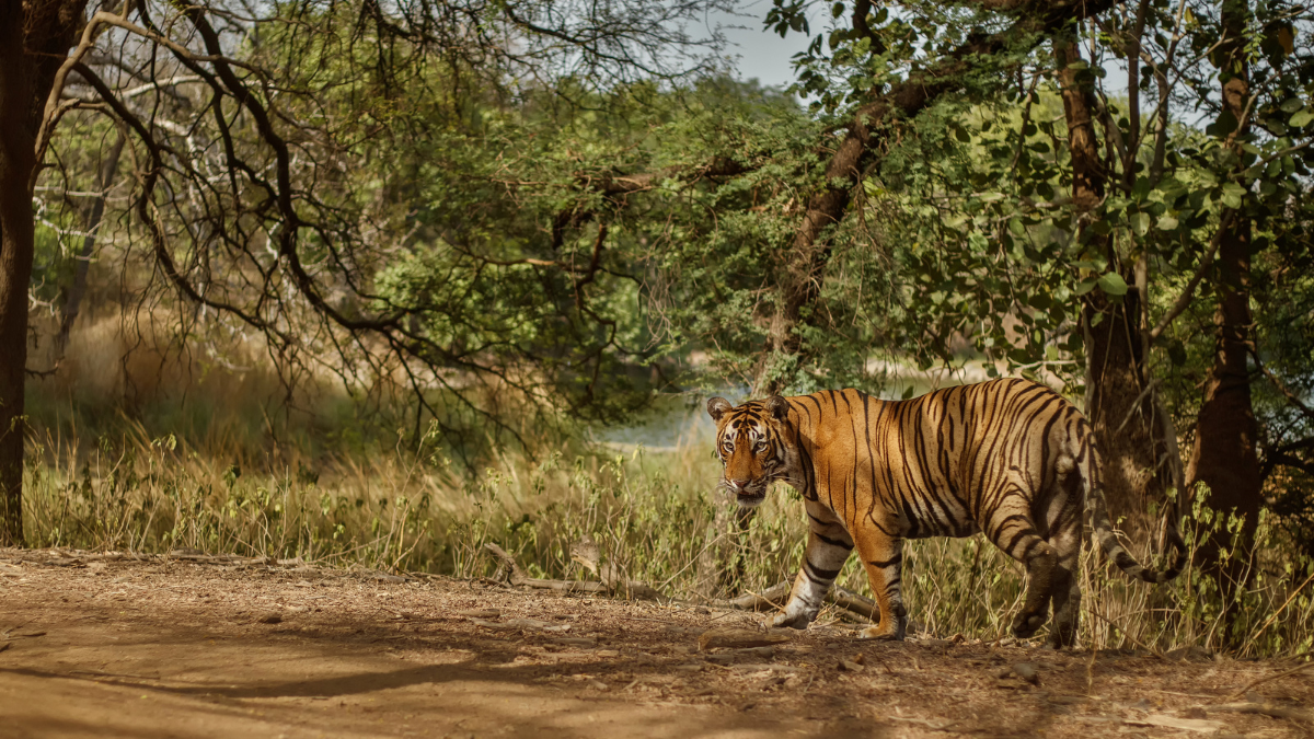 Un face-à-face avec le tigre