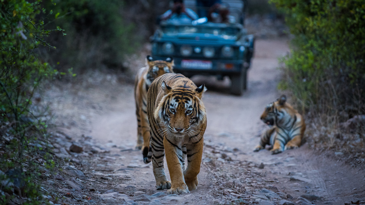 Un safari au pays des tigres