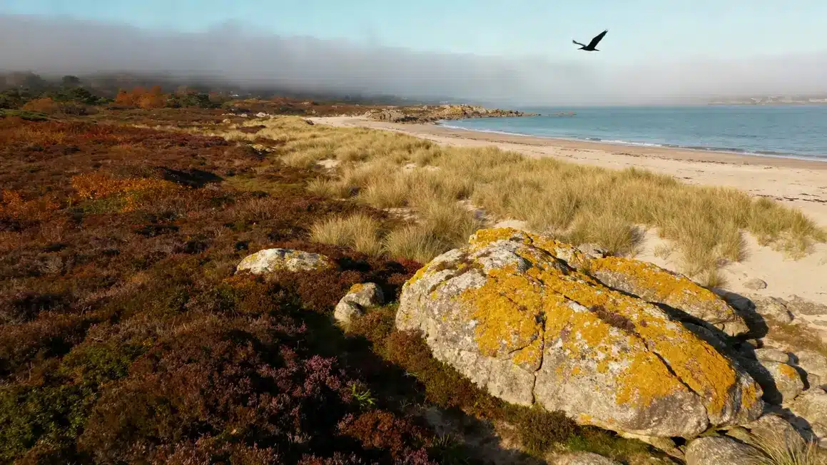ile-aux-Moines automne plage paysage bruyères rochers cormorans brume